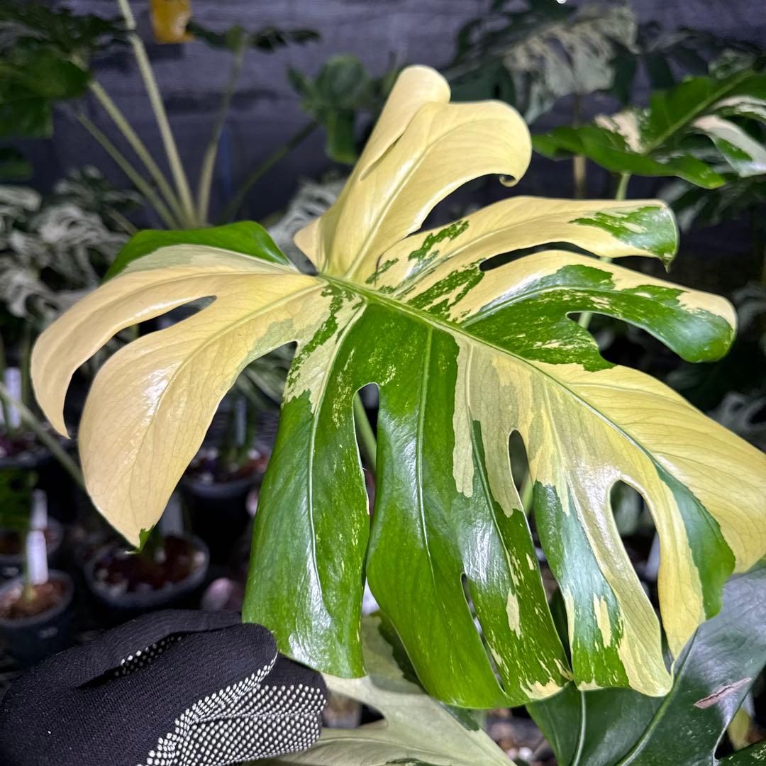 Monstera Deliciosa “Blue Mint”珍しいコレクション株