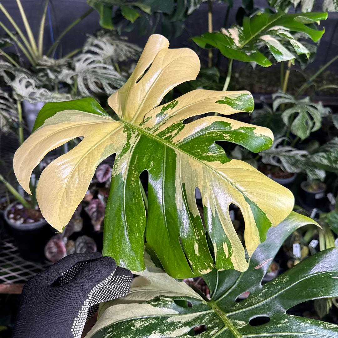 Monstera Deliciosa “Blue Mint”珍しいコレクション株