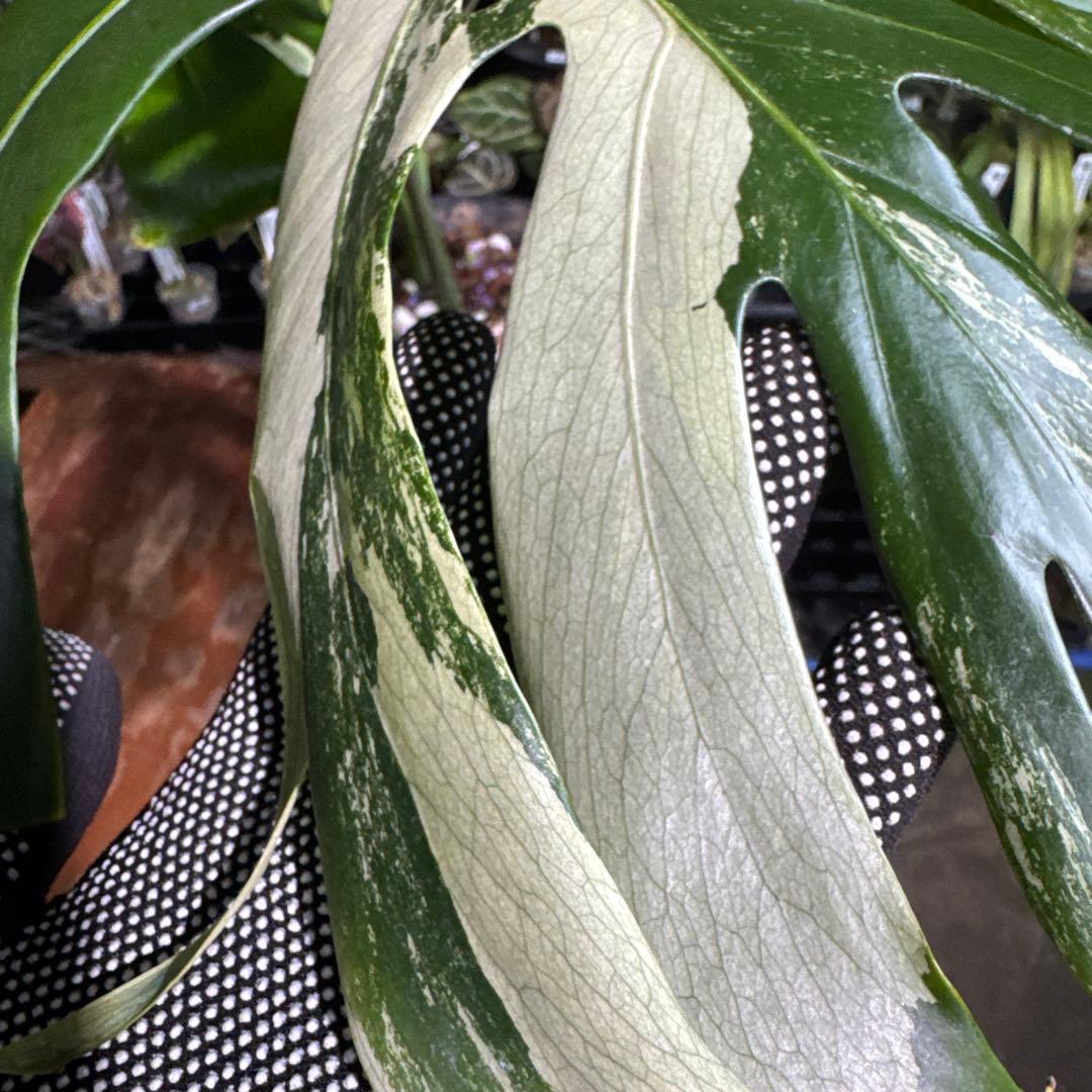 Monstera Deliciosa “Blue Mint”珍しいコレクション株