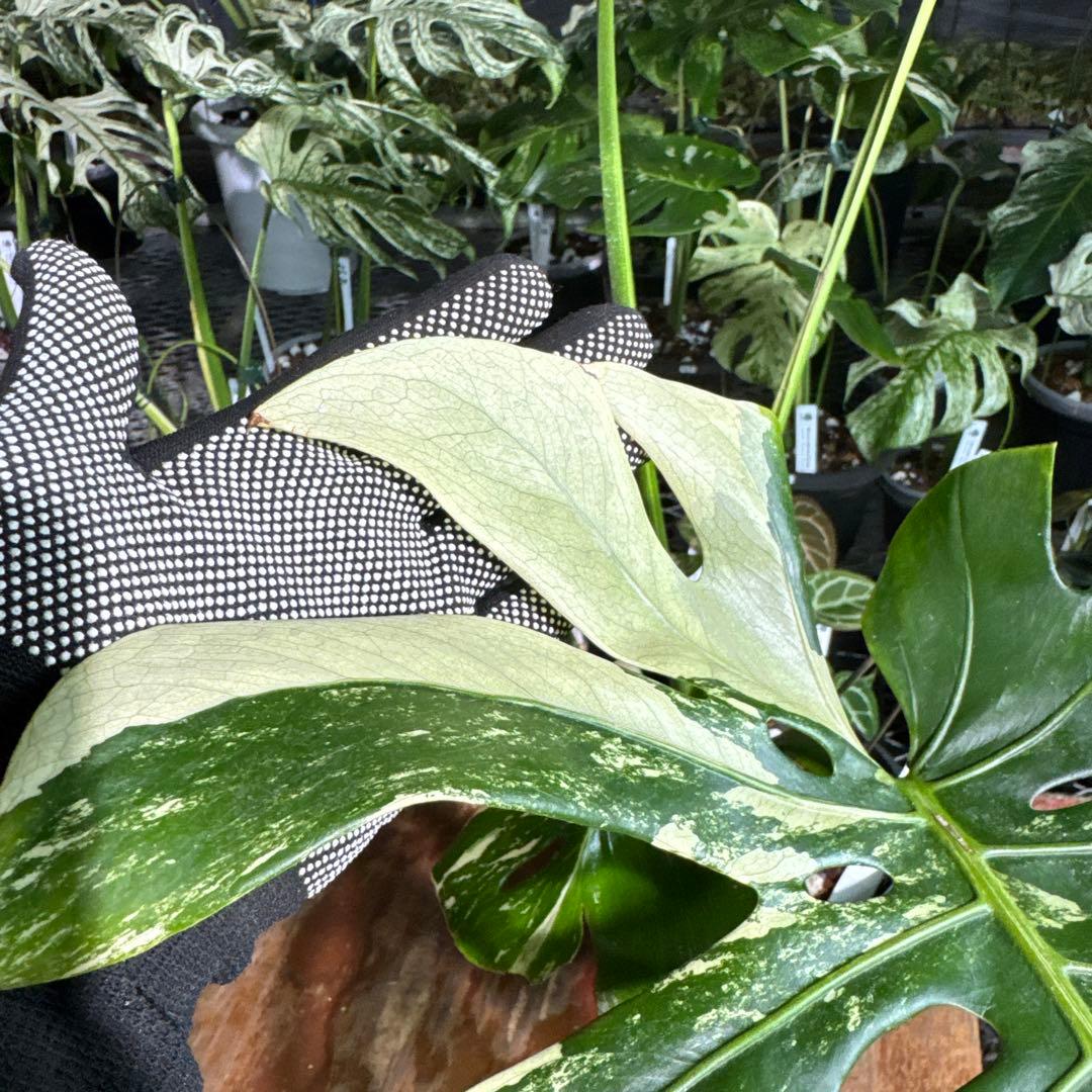 Monstera Deliciosa “Blue Mint”珍しいコレクション株