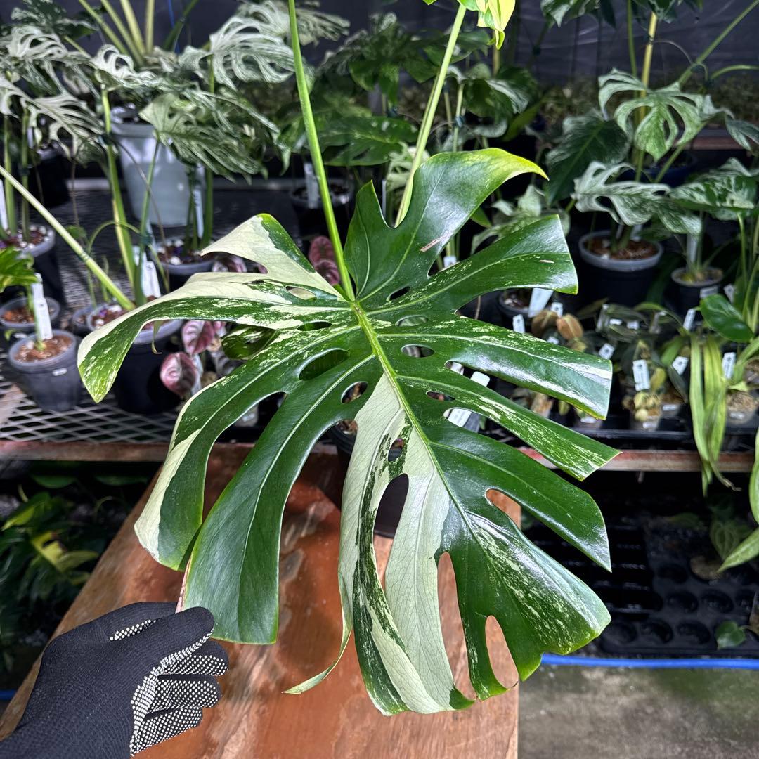 Monstera Deliciosa “Blue Mint”珍しいコレクション株