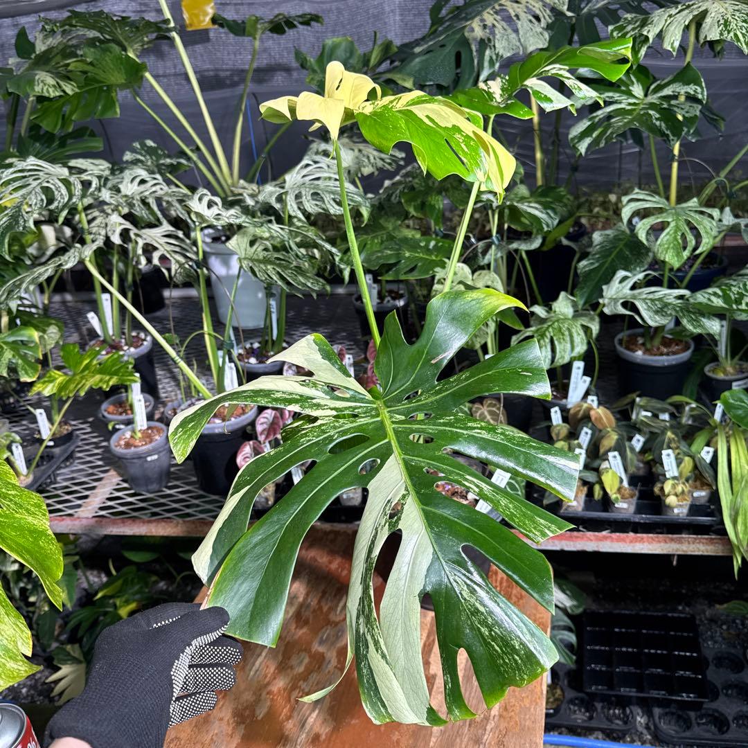 Monstera Deliciosa “Blue Mint”珍しいコレクション株