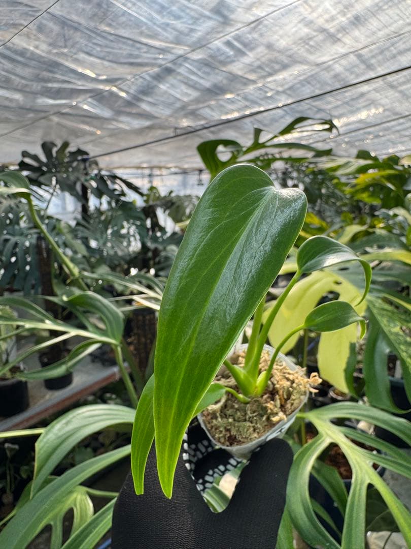 モンステラ バールマルクスフレーム 2号【深い切れ込みが美しい希少種】