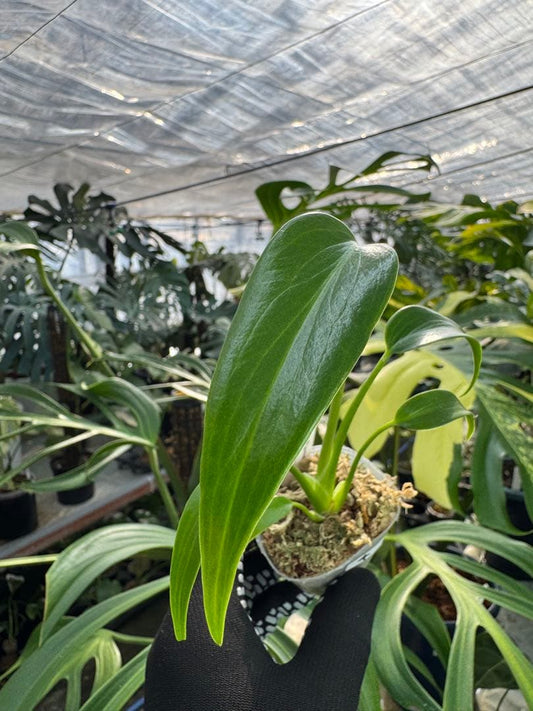 モンステラ バールマルクスフレーム 極希少品種 2号（2寸ポリポット）