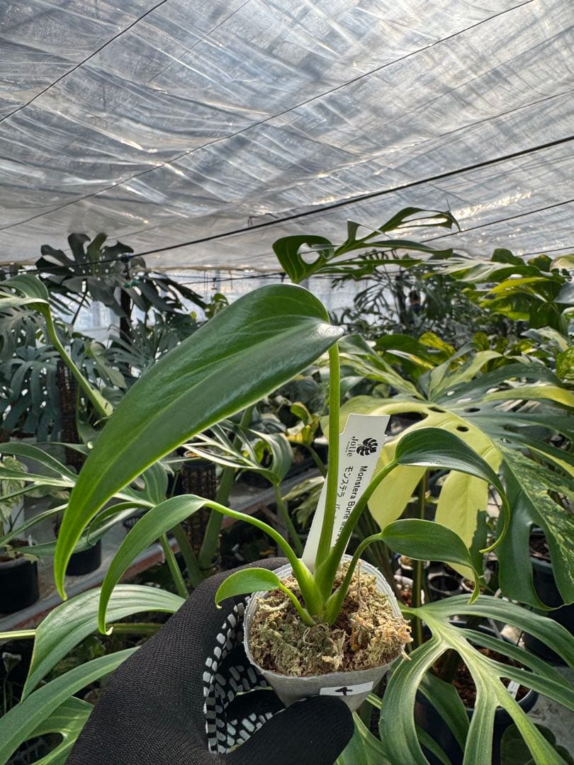 モンステラ バールマルクスフレーム 2号【深い切れ込みが美しい希少種】