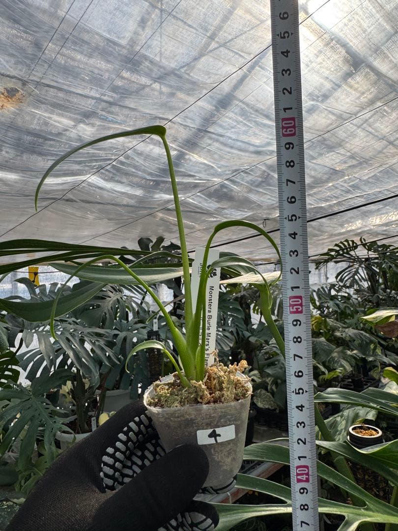 モンステラ バールマルクスフレーム 2号【深い切れ込みが美しい希少種】