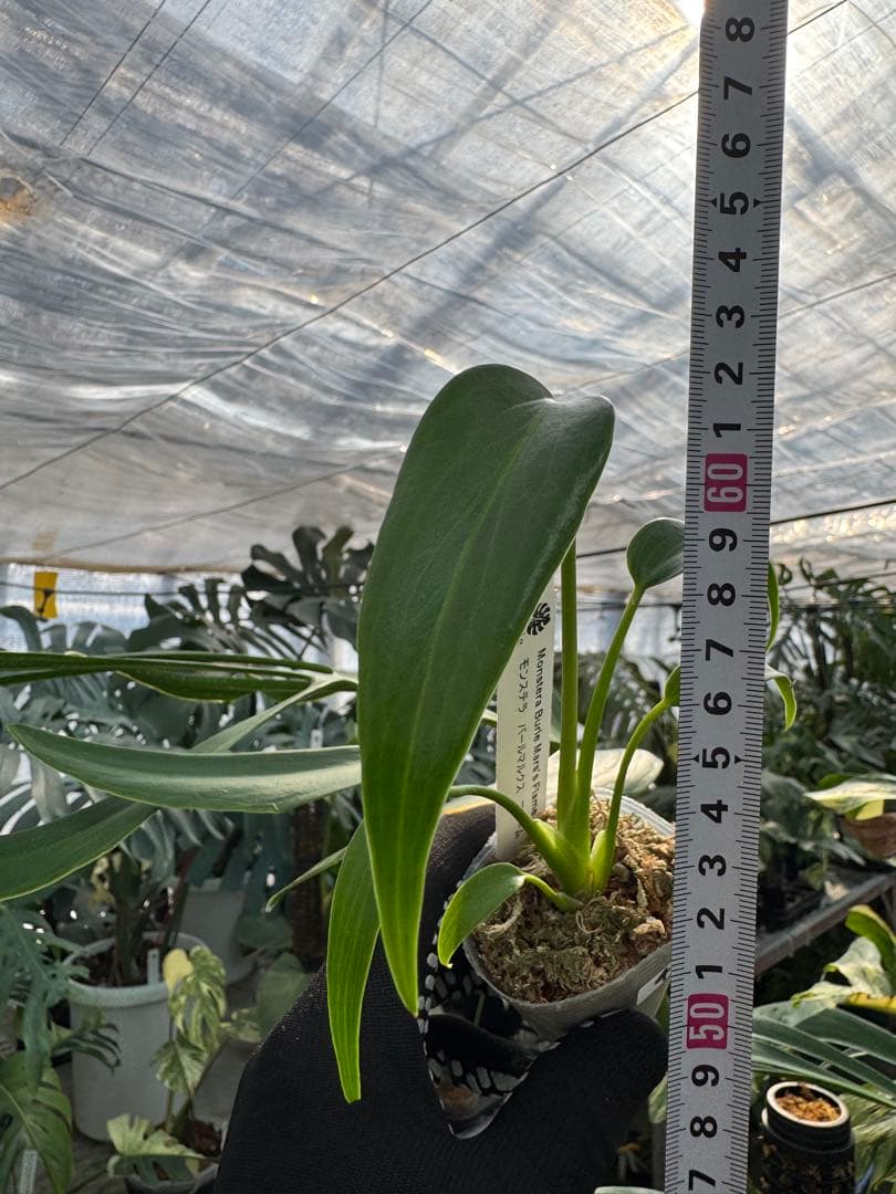 モンステラ バールマルクスフレーム 2号【深い切れ込みが美しい希少種】