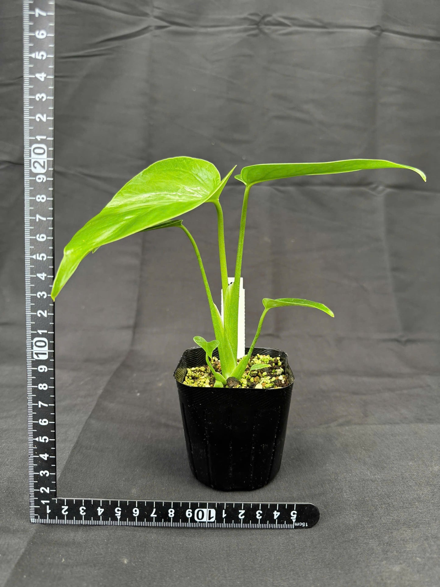 モンステラ デリシオーサ コンパクタ 3号