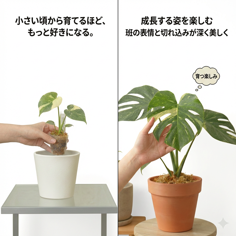 ウ*ニ様 MS245 モンステラ バールマルクスフレーム デリシオーサ 10株 ウ*ニ様 MS245 モンステラ バールマルクスフレーム デリシオーサ 10株