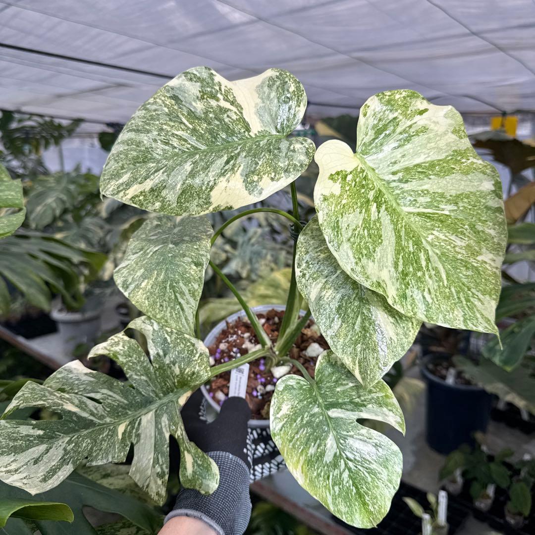 モンステラ レガシー　カット苗　しっかり発根・健康株