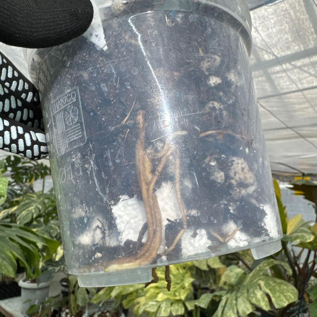 モンステラ レガシー　カット苗　しっかり発根・健康株