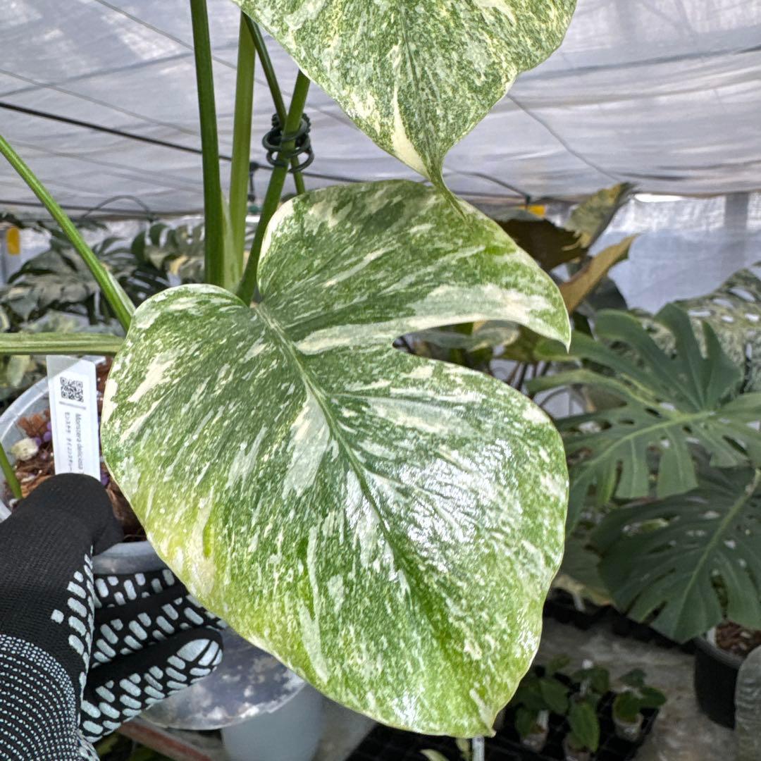 モンステラ レガシー カット苗 しっかり発根・健康株 – JolieNursery