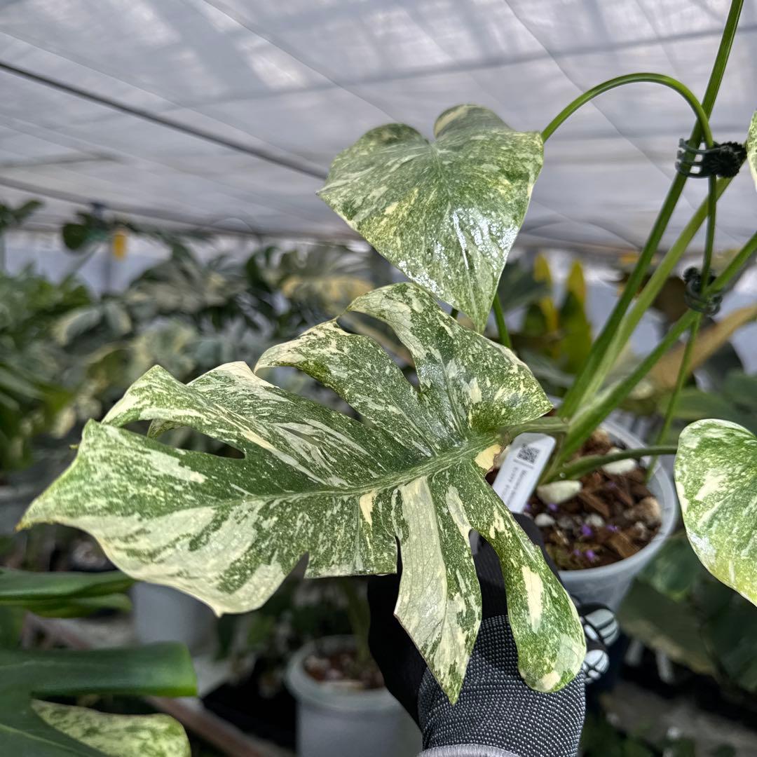 モンステラ レガシー カット苗 しっかり発根・健康株 – JolieNursery