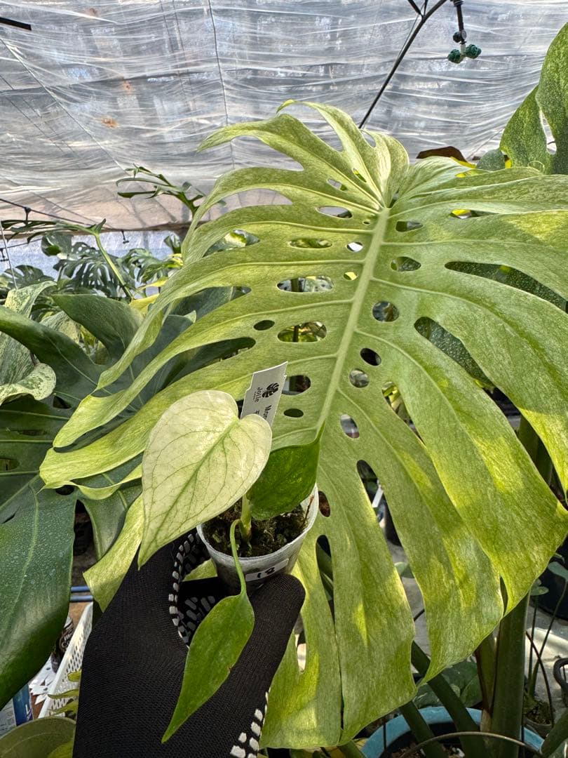 モンステラ デリシオーサ ミント 2寸ポリポット【爽やかなミント斑が美しい】