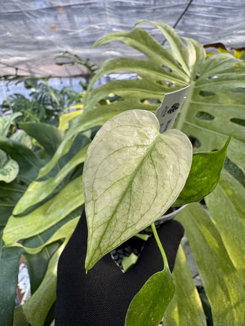 モンステラ デリシオーサ ミント 2寸ポリポット【爽やかなミント斑が美しい】