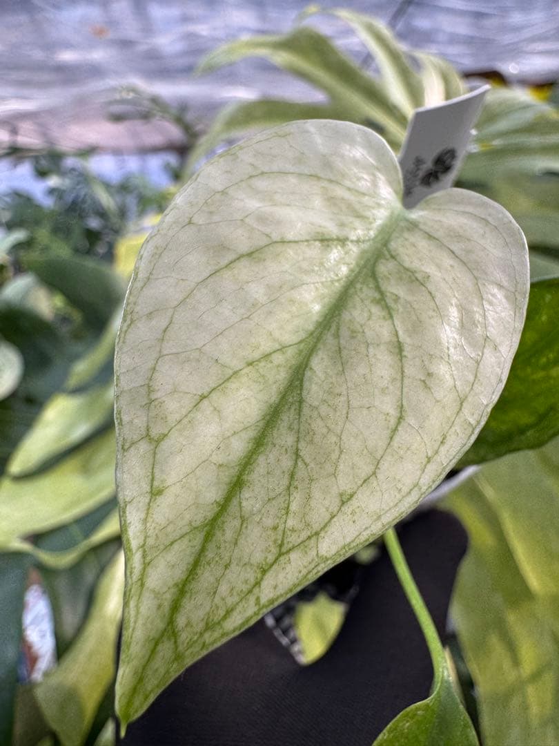 モンステラ デリシオーサ ミント 2寸ポリポット【爽やかなミント斑が美しい】