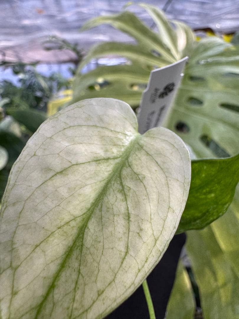 希少種】モンステラ デリシオーサ ミント｜2号（2寸ポリポット