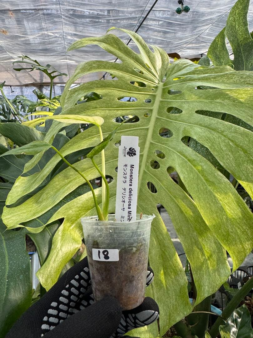 モンステラ デリシオーサ ミント 2寸ポリポット【爽やかなミント斑が美しい】
