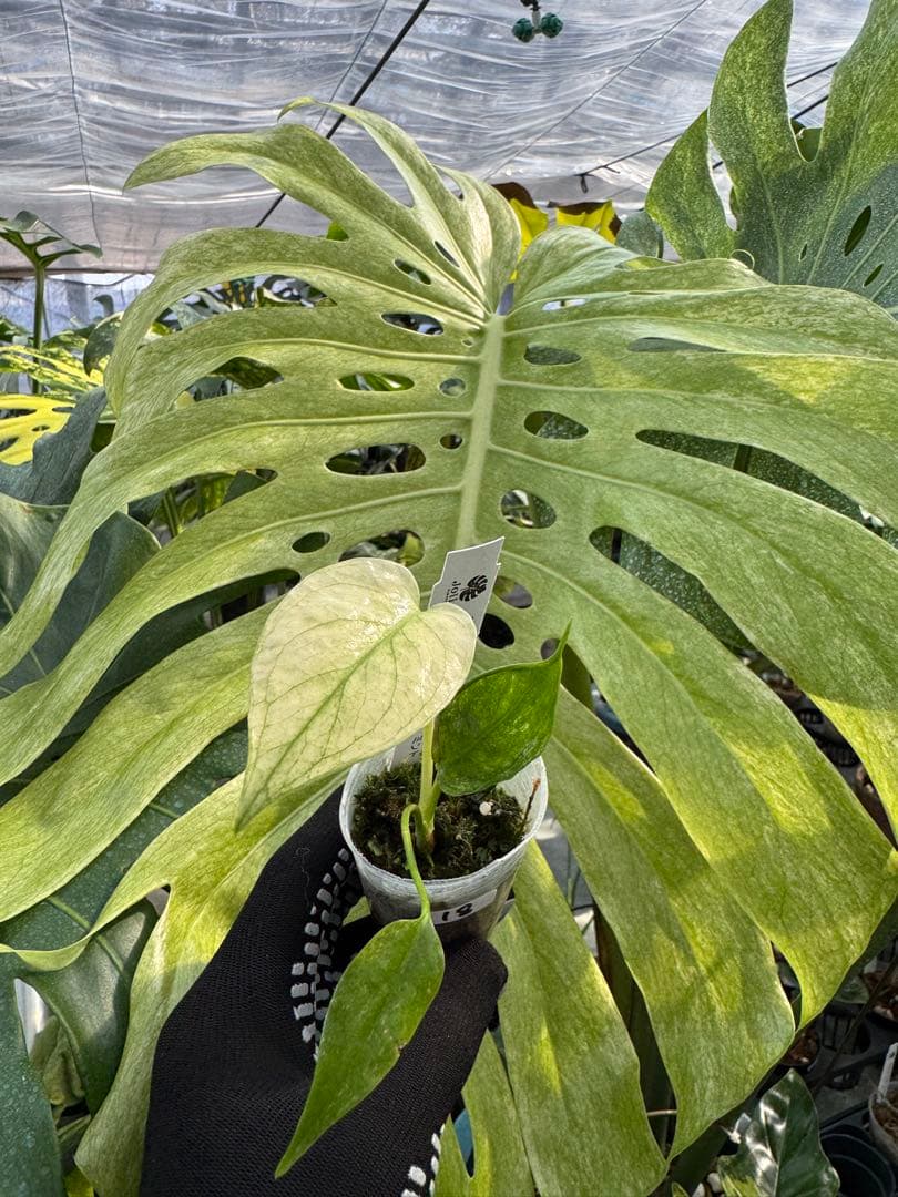 希少種】モンステラ デリシオーサ ミント｜2号（2寸ポリポット