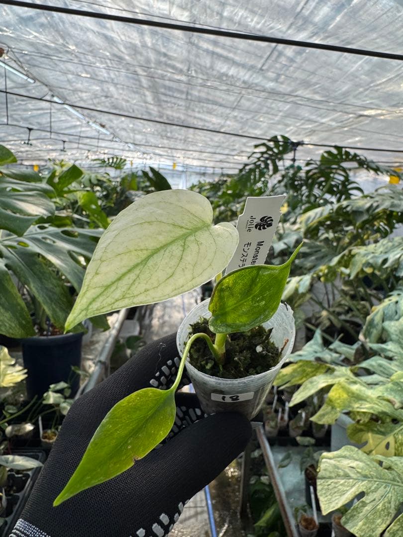 希少種】モンステラ デリシオーサ ミント｜2号（2寸ポリポット