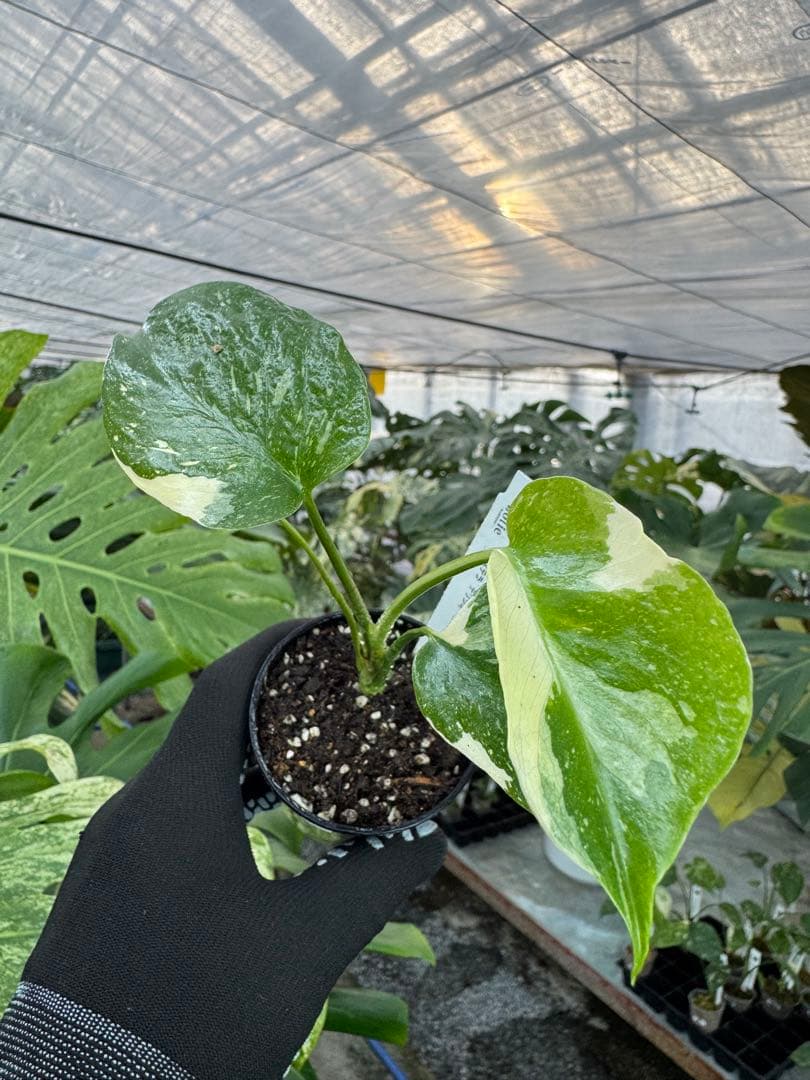 厳選斑入り】モンステラ デリシオーサ タイコンステレーション