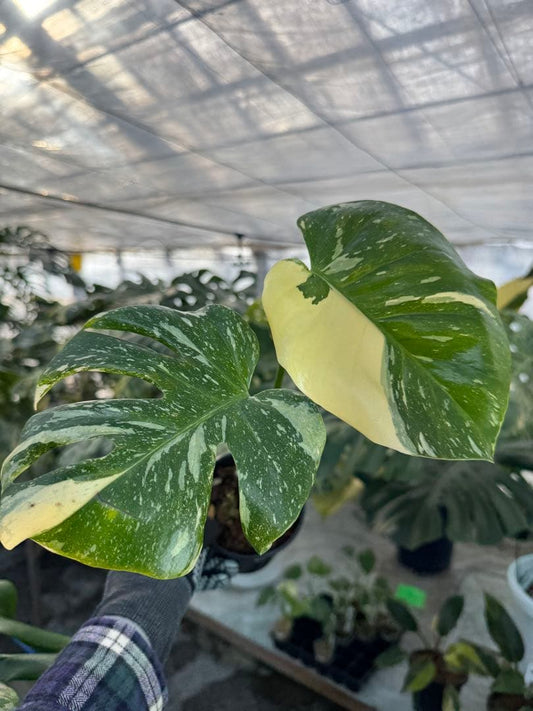 【最高峰の星空斑】モンステラ デリシオーサ タイコンステレーション 厳選斑入り 4号（4寸ポット）