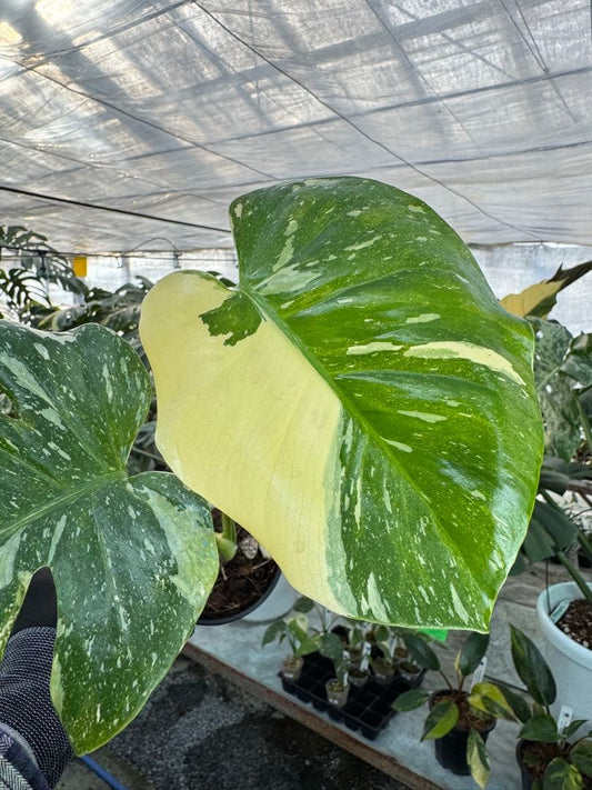 【最高峰の星空斑】モンステラ デリシオーサ タイコンステレーション 厳選斑入り 4号（4寸ポット）