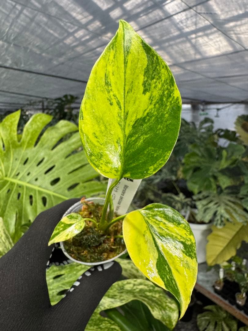 極上黄斑】モンステラ・デリシオーサ 'イエローマリリン'（イエロー