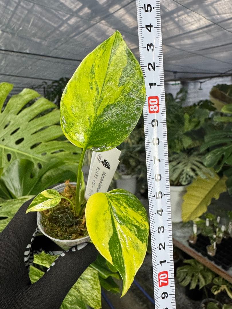 モンステラ イエローマリリン 黄斑入り 【鮮やかな黄金斑が美しい希少種】