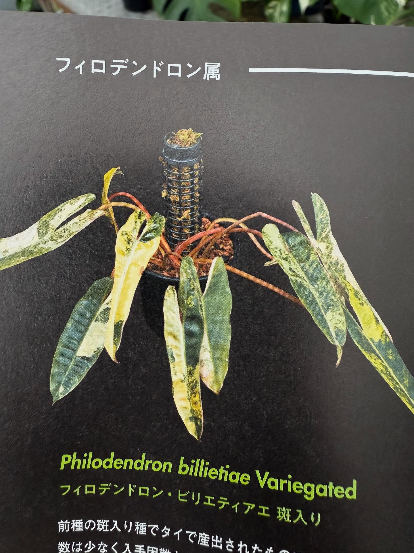 鉢付きモスポールセット連結可能 つる性 観葉植物 支柱 – JolieNursery