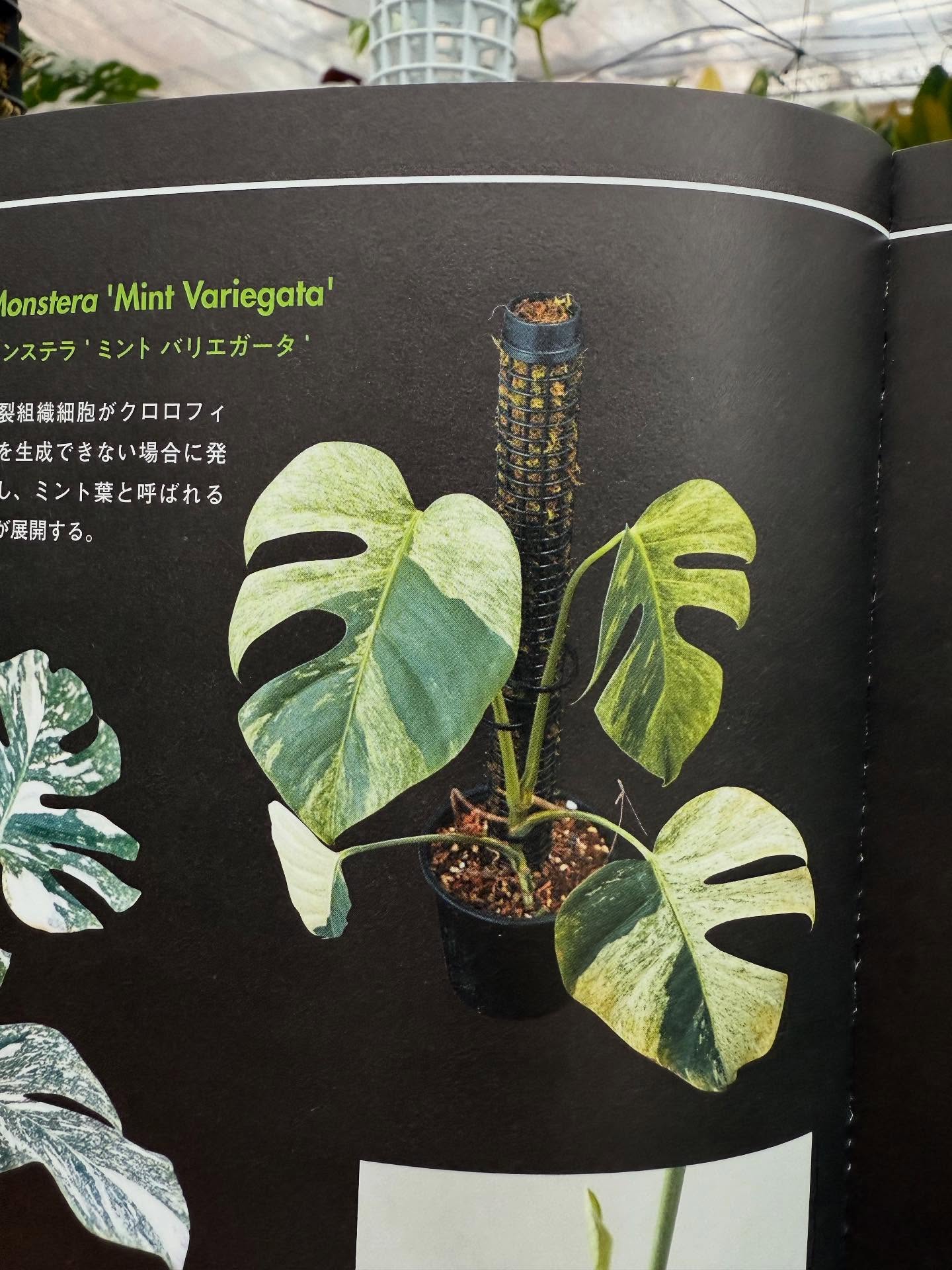 連結式モスポール 20cm／29cm 4本・8本セット｜観葉植物用 支柱 成長
