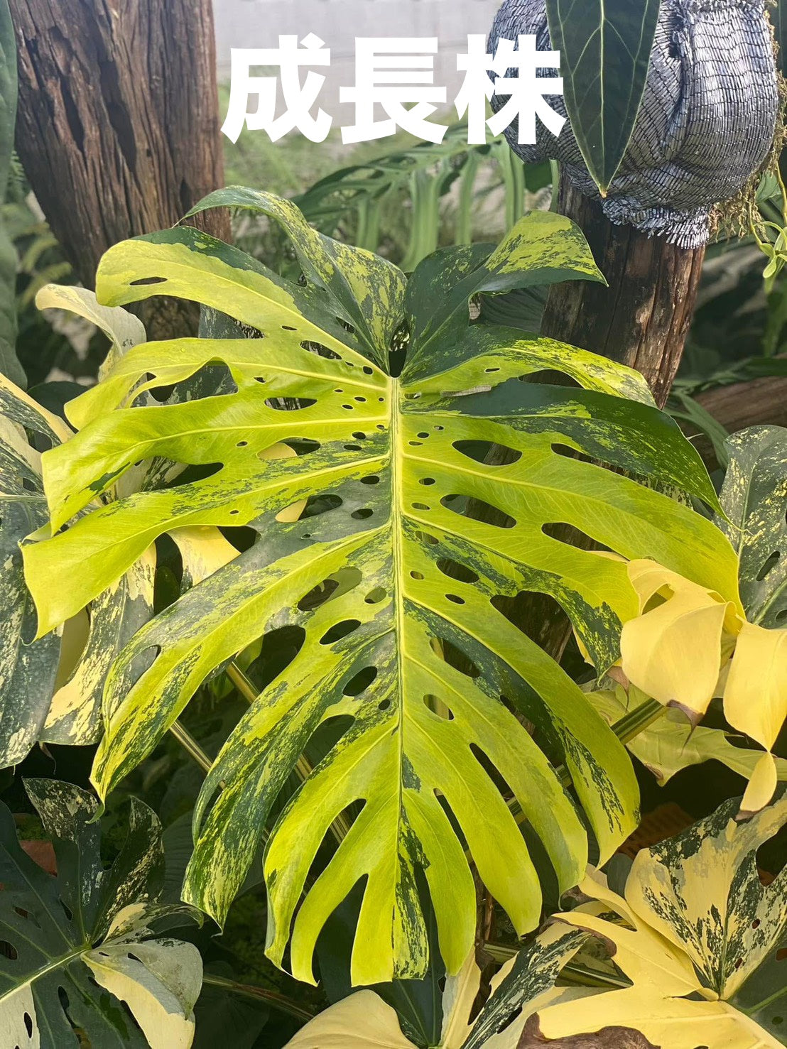 モンステラ イエローマリリン 黄斑入り 【鮮やかな黄金斑が美しい希少種】