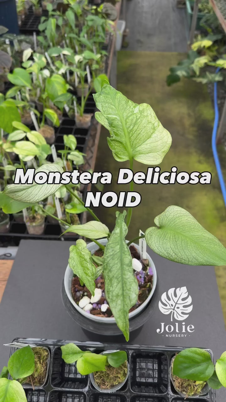 2【未命名選抜系統】Monstera Deliciosa 兄弟株参考あり 未命名選抜系統】Monstera Deliciosa 兄弟株参考あり – JolieNursery