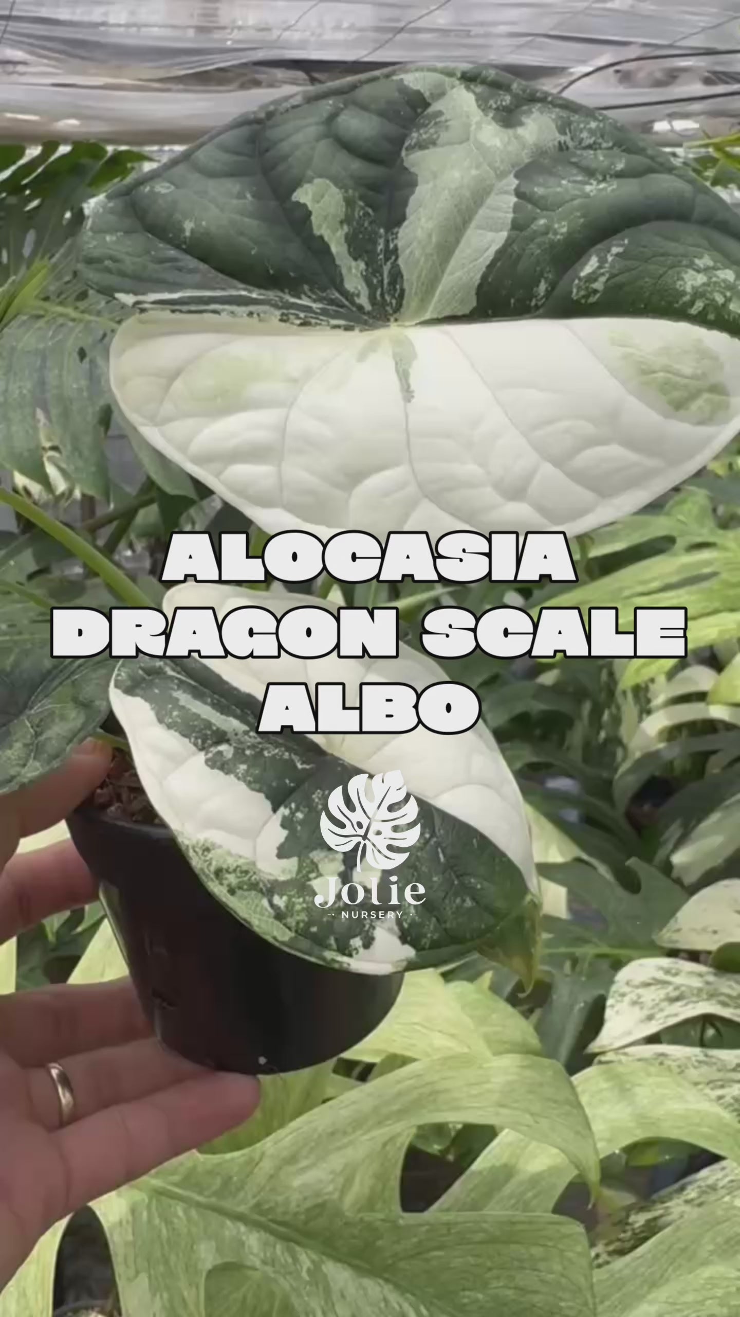 アロカシア – JolieNursery