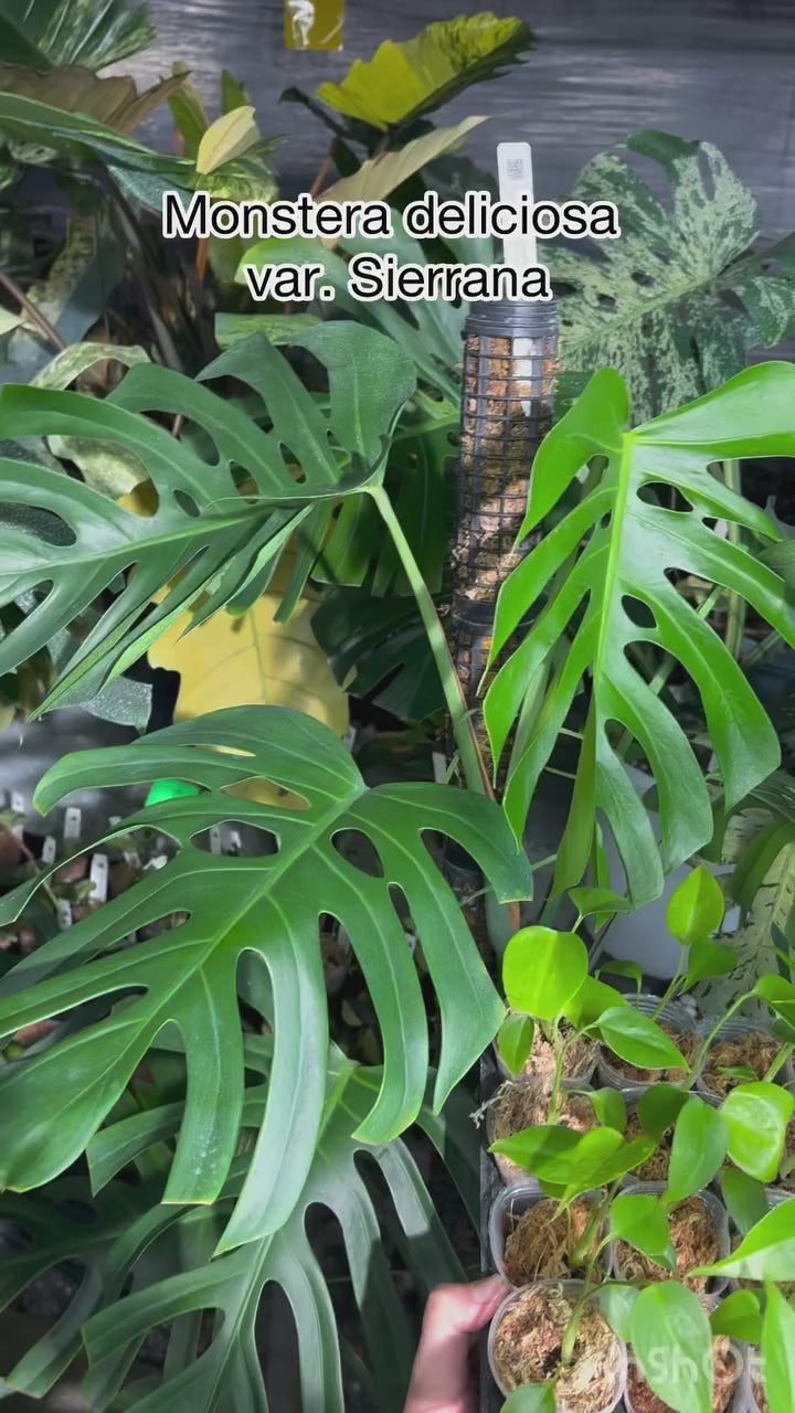 モンステラ シエラナ 斑入り 2号【個性的な葉姿と美しい斑が魅力