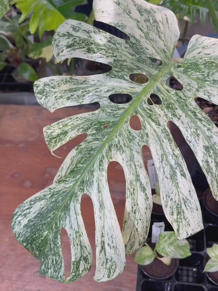 モンステラ デリシオーサ ホワイトモンスター 天津蘭 斑入り 3号 希少