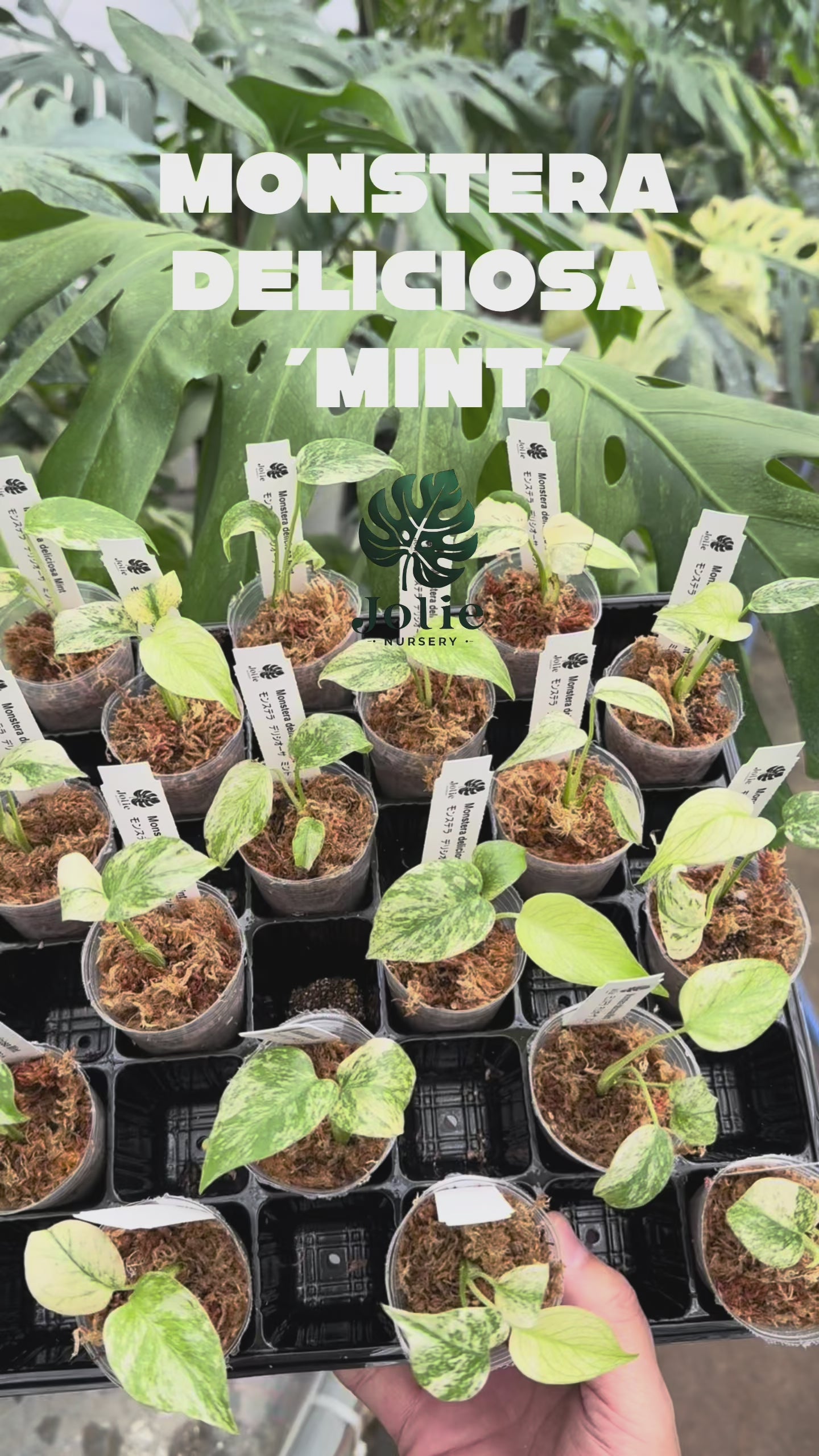モンステラ・デリシオーサ – JolieNursery