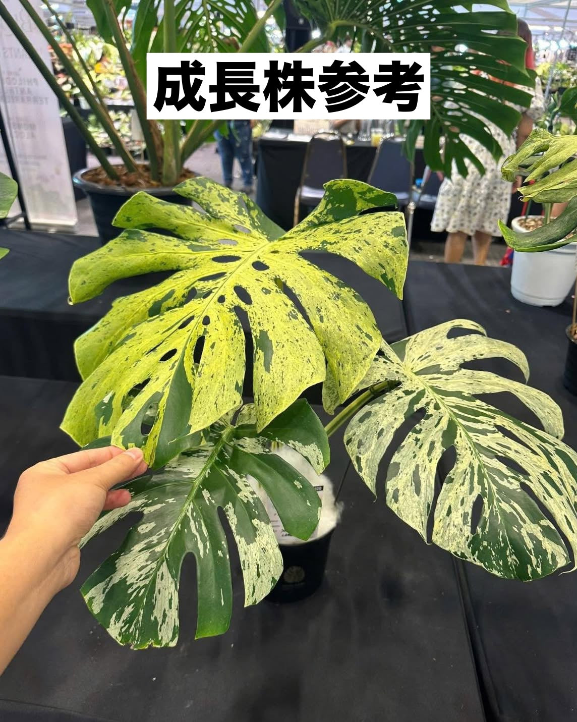 モンステラ デリシオーサ ベトシオーサ – JolieNursery