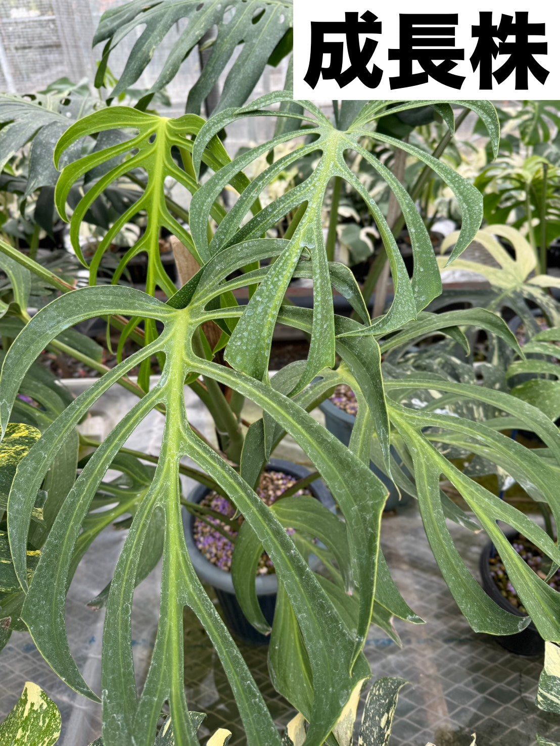 モンステラ バールマルクスフレーム 2号【深い切れ込みが美しい希少種】