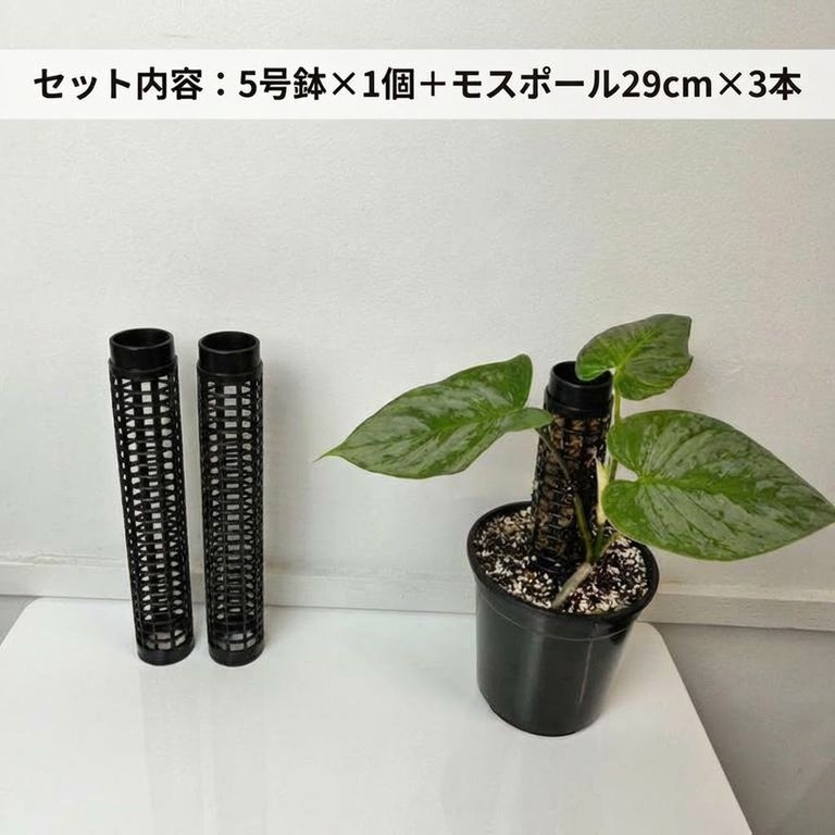 鉢付きモスポールセット連結可能 つる性 観葉植物 支柱