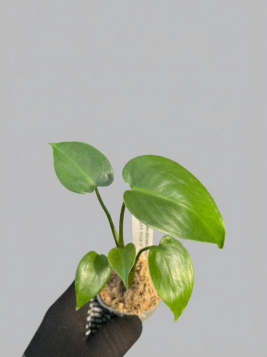 モンステラ シエラナ 斑入り ２号（2寸ポリポット）【個性的な葉姿と美しい斑が魅力】