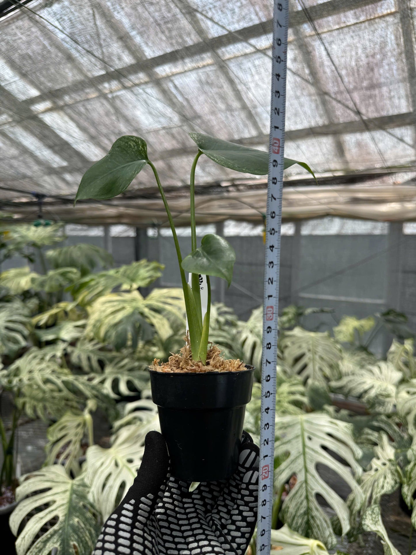 モンステラ デビルモンスター 極希少・珍奇植物