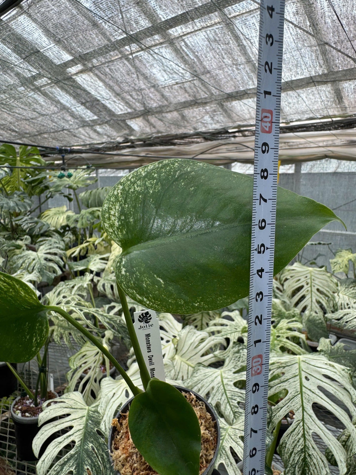 モンステラ デビルモンスター 極希少・珍奇植物