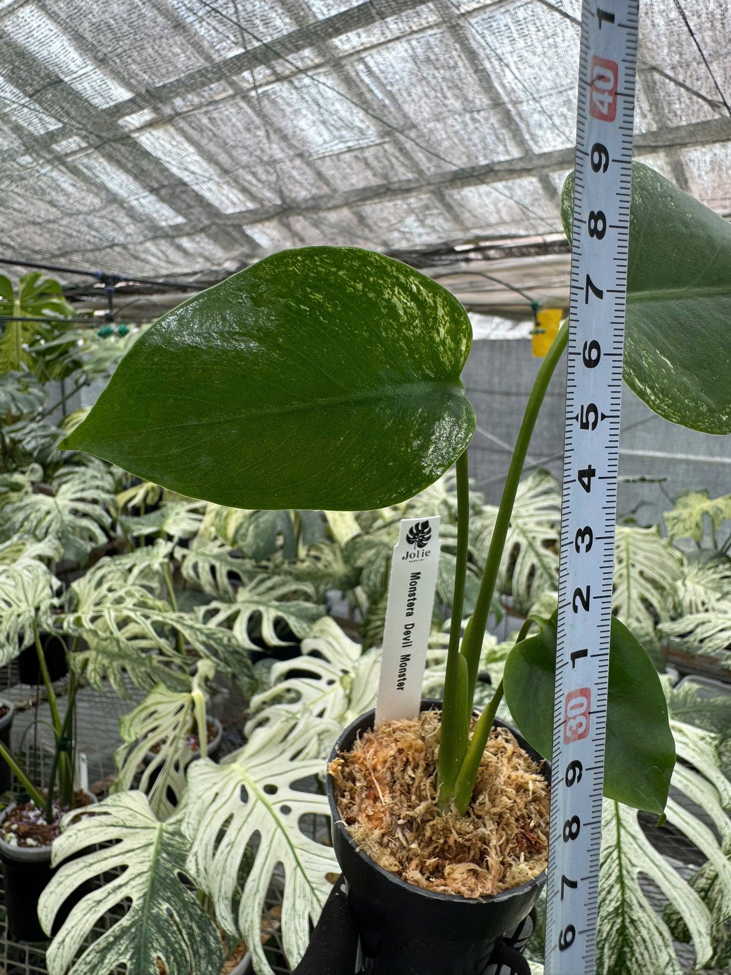 モンステラ デビルモンスター 極希少・珍奇植物