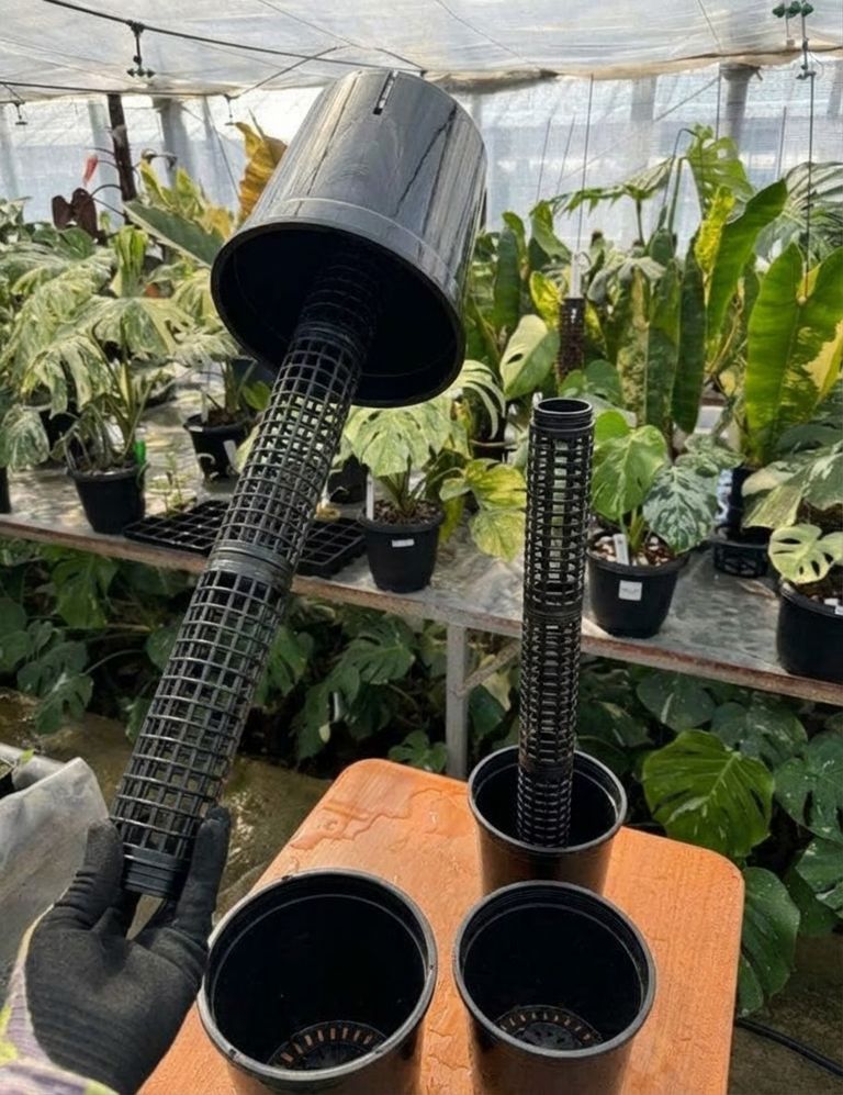 鉢付きモスポールセット連結可能 つる性 観葉植物 支柱