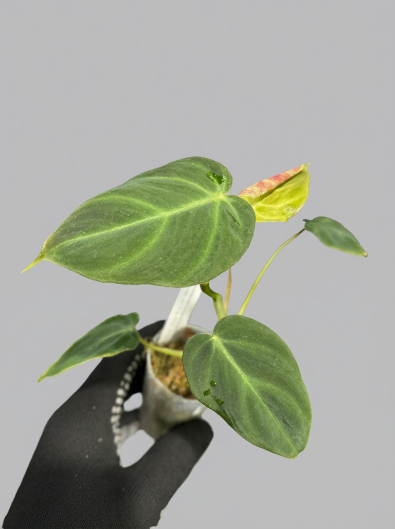 フィロデンドロン ベルコーサム アマゾンサンセット 2号【夕焼けのような発色が美しい希少種】