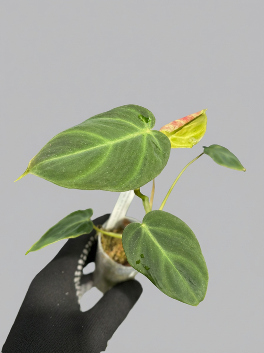 フィロデンドロン ベルコーサム アマゾンサンセット 2号【夕焼けのような発色が美しい希少種】