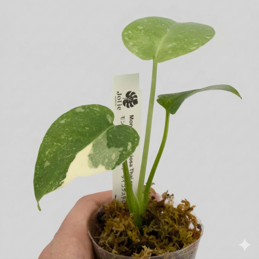 モンステラ タイコンステレーション 斑入り 2号（2寸ポリポット）【星空のような白斑が美しい厳選個体】