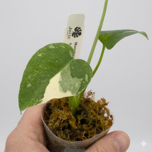 モンステラ タイコンステレーション 斑入り 2号（2寸ポリポット）【星空のような白斑が美しい厳選個体】