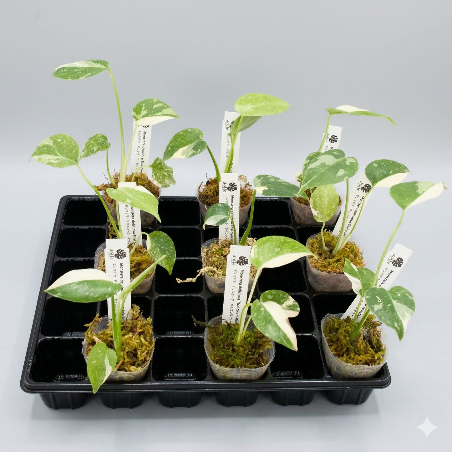 モンステラ タイコンステレーション 斑入り 2号（2寸ポリポット）【星空のような白斑が美しい厳選個体】